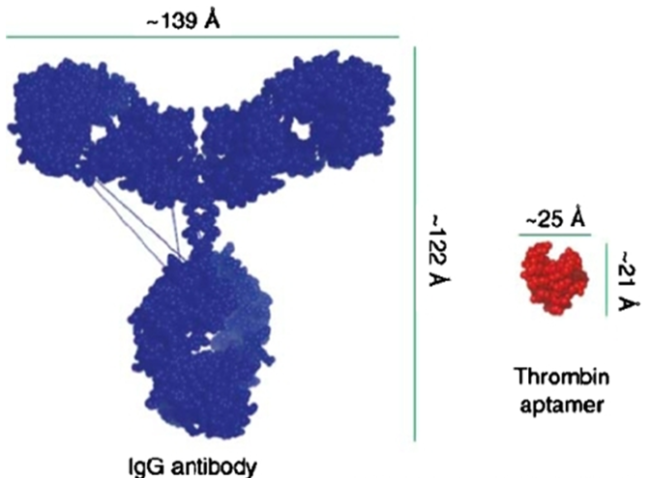 antibody and aptamer.png